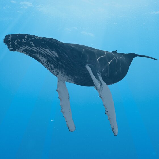 MEGACETA