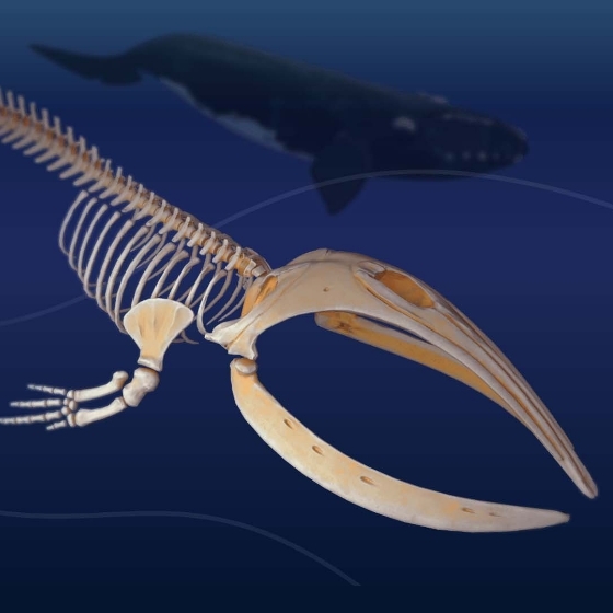 Virtual Exhibition  Histoires d’os