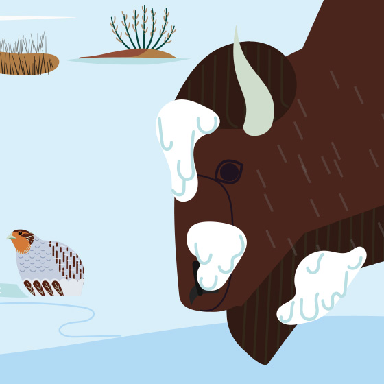 Buffalo Digestion: The Key to Grassland Environmental Balance